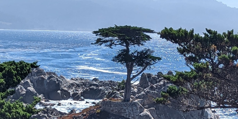 The Lone Cypress