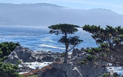 The Lone Cypress